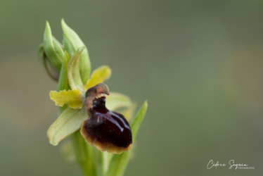Ophrys de la passion (Ophrys passionis)