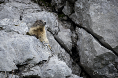 Marmotte des Alpes (Marmotta marmotta)