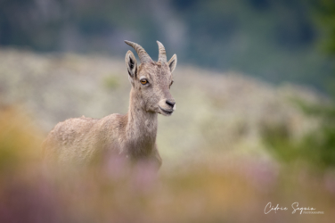 Bouquetin des Alpes (Capra ibex)