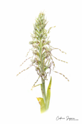 orchis bouc (Himantoglossum hircinum)