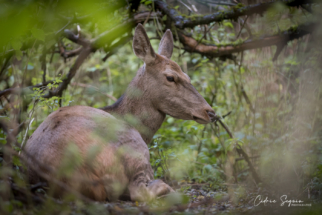 Cerf élaphe (Cervus elaphus)