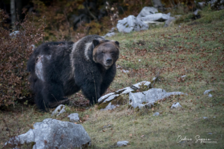 Ours marsicain (Ursus arctos arctos)