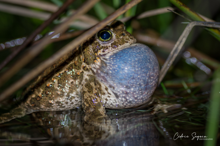 Crapaud calamite (Bufo calamita)