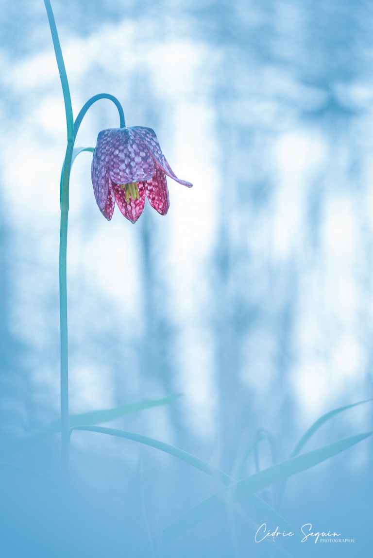 Fritillaire pintade (Fritillaria meleagris)